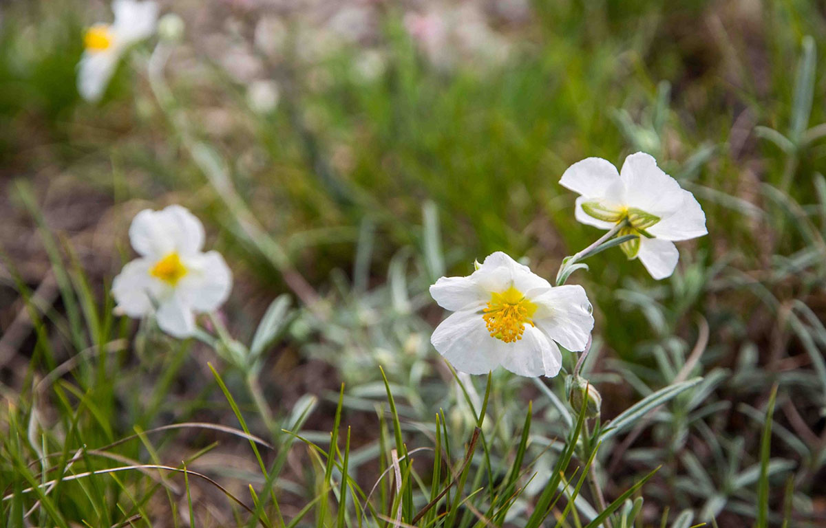 Helianthemum apenninum